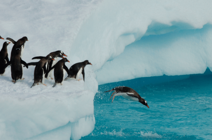 11 faits intéressants sur l’Antarctique